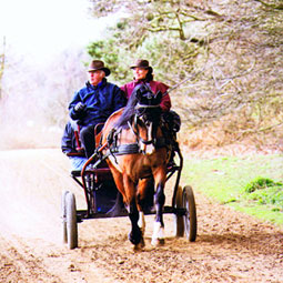 Carriage Driving Training & Mentoring