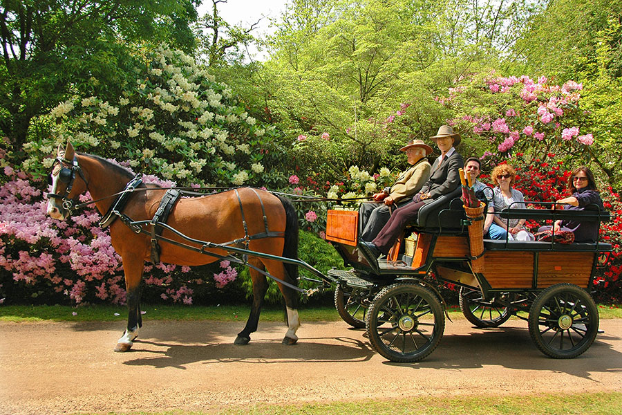Gallery of Horse Drawn Carriage rides in Windsor Great Park Ascot Carriages.