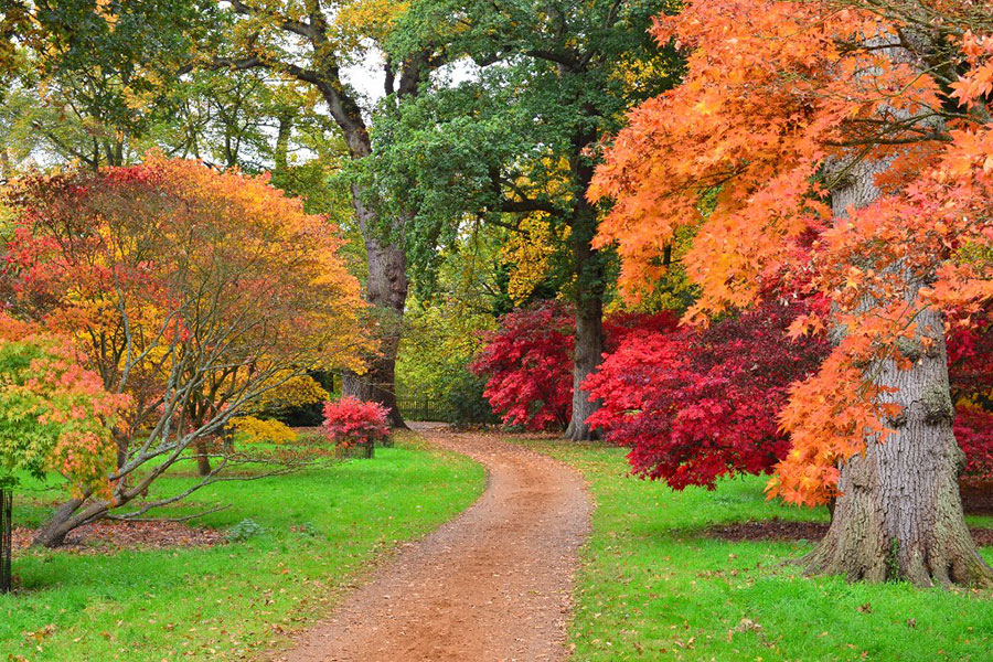 Autumn colour in Windsor Great Park